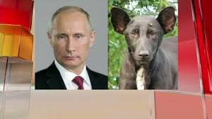 Pet lover putin needs … putin's dog gives japanese journalis… This Dog Looks Like Cnn Video