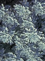 Check spelling or type a new query. Artemisia Silver Brocade Bluestone Perennials