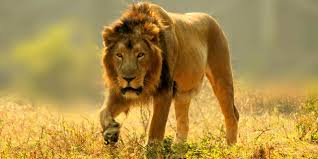 National Zoological Park Delhi Timings Entry Fee Safari Images Reviews Location Contact Phone Delhi Tourism 2020