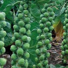 Brussels sprouts are winter crops flourishing well under cool weather and light frosting conditions. Brussels Sprout Brodie F1 Hybrid Seeds Thompson Morgan