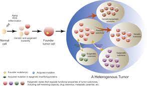 Cancer Epigenetics Tumor Heterogeneity Plasticity Of Stem Like States And Drug Resistance Molecular Cell