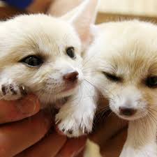 Maybe you would like to learn more about one of these? Fennec Foxes As Pets Are They Right For You Pethelpful