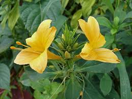 Image result for Barleria galpinii