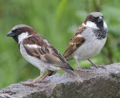 House Sparrow Passer Domesticus Native To Europe Asia And Northern Africa It Was Introduced In Brooklyn New York Common Garden Birds Pet Birds Bird Garden