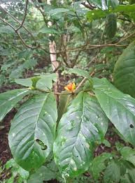 Image result for Schizozygia coffaeoides