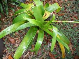 Image result for Rawsonia