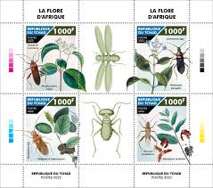 Image result for Syzygium owariense