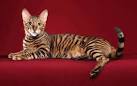 Toyger - Wikipedia