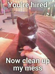 Animals especially the pets have been the most adorable creatures of this world no matter whether. Pin By Ambra Fuller On Cat Parenthood Funny Animal Memes Funny Cat Memes Funny Cat Images