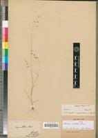 Image result for Eragrostis turgida