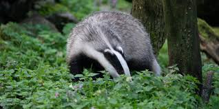 Bist du es leid jeden morgen die. Europaischer Dachs Saugetiere Natur Und Tierpark Goldau