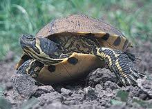Where can you find a yellow belly slider? Yellow Bellied Slider Wikipedia