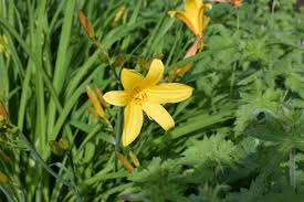 Von märz bis april ist pflanzzeitich stelle einige gruppen der lilien vor, demonstriere das pflanzen,und erzähle viel wissenswertes.viel spaß!!! Lilien Schneiden Vom Garten In Die Vase Tiziano