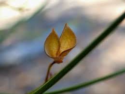 Image result for Polhillides velutina