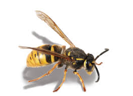 Passionate, reliable, and experienced are some of the words that best describe the pest company gold coast. Pest Control Seq Building And Pest Inspections