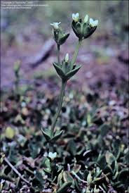 Image result for Sebaea