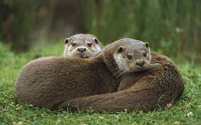 25 River Otter Wallpapers Download At Wallpaperbro Otters River Otter Giant River Otter