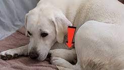 Life With Labradors Youtube