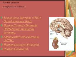 Kelenjar pituitari ini dikenal sebagai master of glands (raja dari semua kelenjar) karena pituitari itu dapat mengkontrol kelenjar endokrin lainnya. Kelenjar Hipofisis Kelenjar Pituitaria Ppt Download