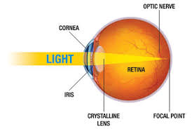 They move in straight lines at a velocity of 300 x 10^6 m/s in free space (i.e. How The Human Eye Works Cornea Layers Role Light Rays