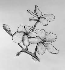 Frangipani Flowers Flower Drawing Flower Sketches Pencil Drawings Of Flowers