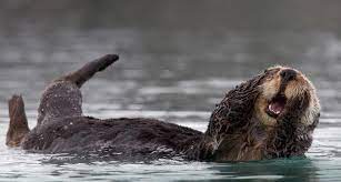 Bing Image Archive Sea Otter Otters Animals