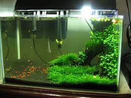 Low Tech Tank Show And Tell Low Tech Can Be Lush Too Aquarium Fish Tank Shrimp Tank Fish Tank Terrarium