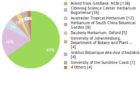 Image result for Uvaria welwitschii