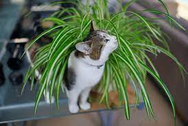 From that, you can have a more. Are Spider Plants Poisonous To Cats This Facts You Do Know Yet Cabrito