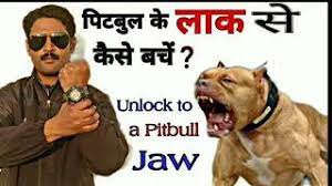 Any difficulty level to unlock the cheats. Unlock To A Pitbull Jaw Youtube