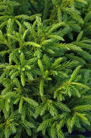 Image result for Gyrodoma hispida