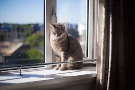 We did not find results for: Floor To Ceiling Trees For Apartment Cats The Purrfect Space Savers