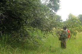 Image result for Ziziphus abyssinica