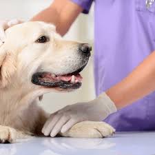 Mammary tumours (breast cancer) are the most common form of cancer in bitches. What You Need To Know About Breast Cancer In Dogs Gfp
