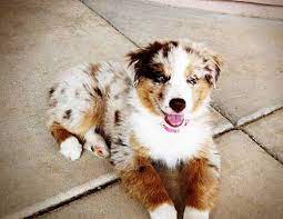 australian shepherd golden retriever mix google search retriever welpen australische schaferhunde aussie welpen