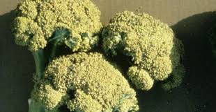 Functionality of rejuvenation, wild growth, regrowth, and entangling roots is enhanced.lasts 30 sec. Other Production Problems Usu