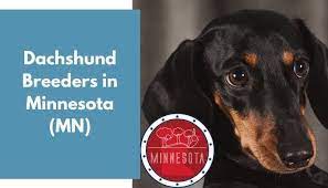 Pawrade connects pawsome people like you with happy, healthy puppies from our respected, prominent breeder relationships we've established over the last 15 years. 15 Dachshund Breeders In Minnesota Mn Dachshund Puppies For Sale Animalfate