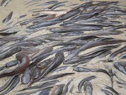 Di video kali ini saya nak kongsikan cara bagi makan ikan keli agar cepat besar dapatkan. Ikan Keli Home Facebook