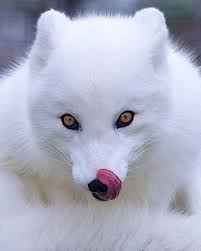Pin By Laurence On Animaux In 2020 Nature Photography Animals Animal Photography Albino Animals