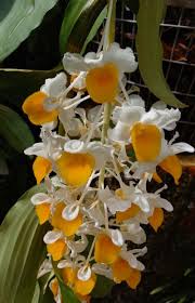 Image result for Rhipidoglossum densiflorum