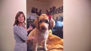 Louise lear is a british tv personality. Bbc Weather Report Gatecrashed By A Dog