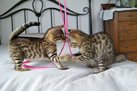 Please offers near to las vegas. Bingo Bengal Kittens Bengal Cats Bengals Illustrated Directory Bengal Kitten Bengal Cat Kittens