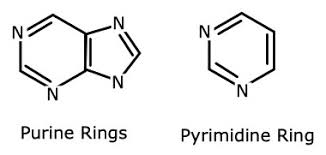 Deoxyribonucleic acid, more commonly referred to as dna, is the primary genetic material for almost all life. Nitrogenous Bases In Dna Rna What Is A Nitrogen Base Pair Video Lesson Transcript Study Com