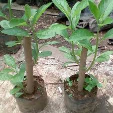 Melansir dari intisari dalam artikel 'ini dia manfaat tanaman obat daun dewa yang dikenal sebagai sambung nyawa, dari diabetes hingga cegah kanker'. Rr Bibit Tanaman Herbal Sambung Nyawa Daun Afrika Selatan Dm Shopee Indonesia