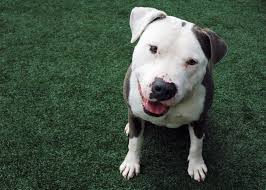Call A Dog A Pit Bull And He May Have Trouble Finding A Home Science Smithsonian Magazine