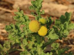 Image result for Grangea maderaspatana