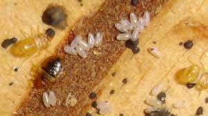 Image result for bed bugs eggs