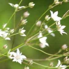 Image result for Alepidea amatymbica