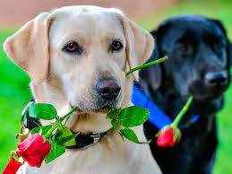 Tim cantor was a child prodigy and today is known worldwide as an american. In Pictures Crpf Dogs Demonstrate Skills In Bangalore Show News Photos Gulf News