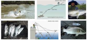 Siklus hidup kakap putih (fao, 2006) 2.1.3. Cara Mancing Kakap Putih Di Siang Hari Yang Ampuh Hobi Mancing